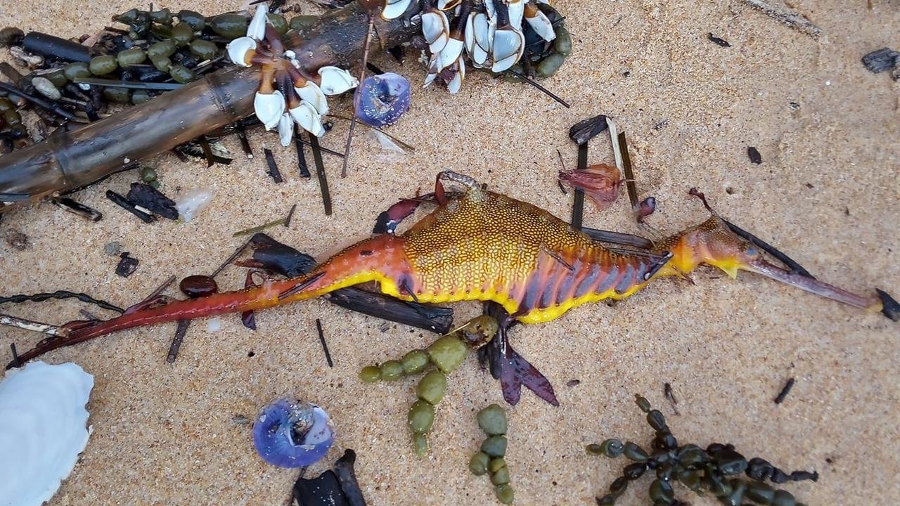 Il mistero dei draghi marini trovati morti sulle spiagge dell'Australia nel 2022