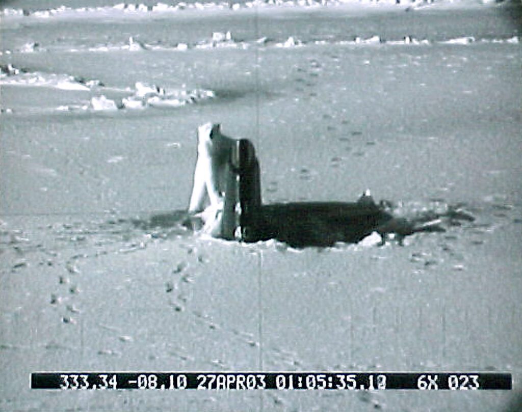 Quella volta che un orso polare cercò di mangiare il timone del sottomarino nucleare della Marina Americana USS Connecticut