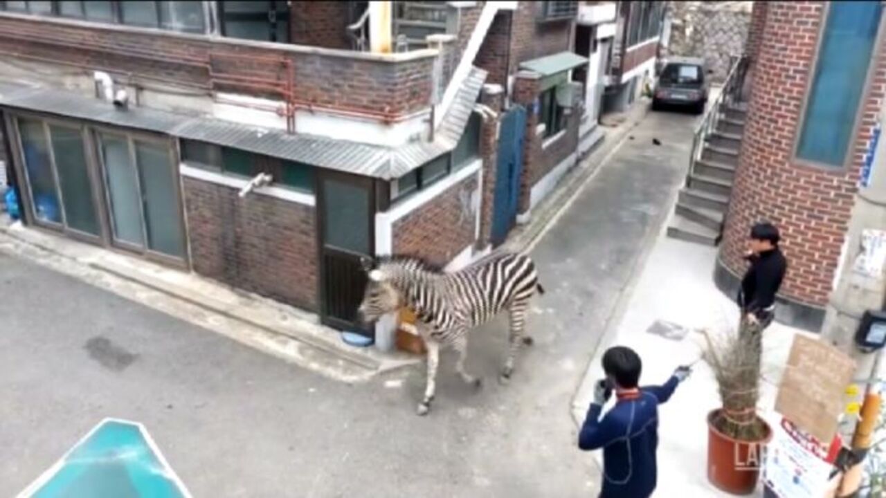 [Video] Zebra scappa dallo zoo e fa una gita fuori porta tra le vie trafficate di Seul