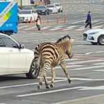 [Video] Zebra scappa dallo zoo e fa una gita fuori porta tra le vie trafficate di Seul