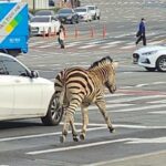 [Video] Zebra scappa dallo zoo e fa una gita fuori porta tra le vie trafficate di Seul