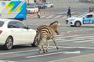[Video] Zebra scappa dallo zoo e fa una gita fuori porta tra le vie trafficate di Seul