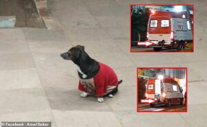 Brasile: Cagnetta sale a bordo dell’ambulanza per accompagnare il suo padrone in ospedale