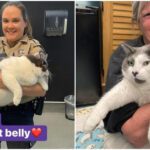 Patches, il gatto che pesa 18kg, ha finalmente trovato casa