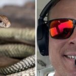 Sud Africa: pilota costretto ad atterraggio di emergenza dopo aver trovato un cobra sotto il suo sedile