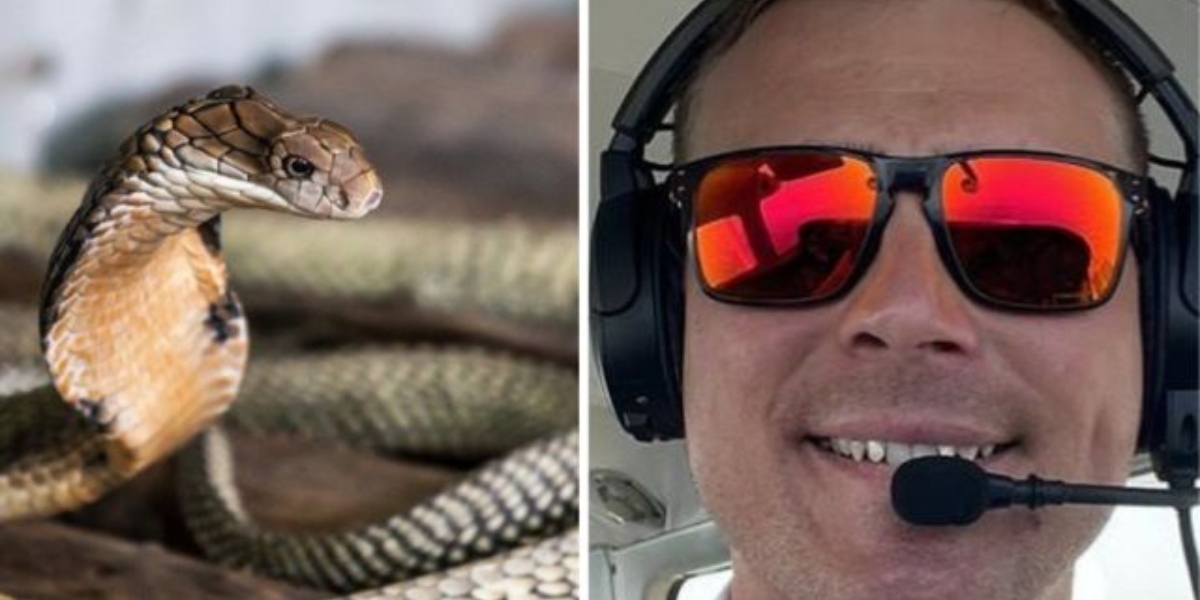 Sud Africa: pilota costretto ad atterraggio di emergenza dopo aver trovato un cobra sotto il suo sedile