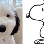 Snoopy esiste davvero! La storia di Bayley, la cucciola che somiglia all'amico a quattro zampe di Charlie Brown