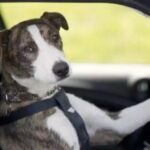 Stati Uniti: Uomo ubriaco mette il suo cane alla guida per eludere la Polizia