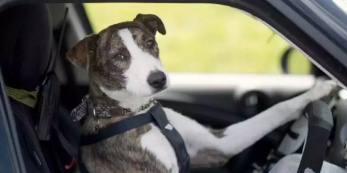 Stati Uniti: Uomo ubriaco mette il suo cane alla guida per eludere la Polizia