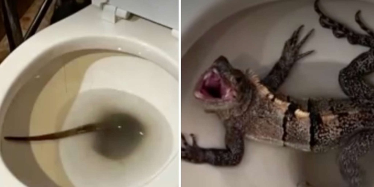 Uomo sotto choc: iguana sbuca dallo scarico del bagno