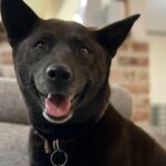 La storia di Koume, la cagnolina giapponese che ha salvato un uomo colto da infarto