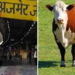 Bizzarro ma vero: In India una Mucca Volante colpisce e uccide un pensionato che urina sui binari