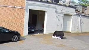 Orso entra in pasticceria, spaventa dipendenti e ruba 60 cupcake