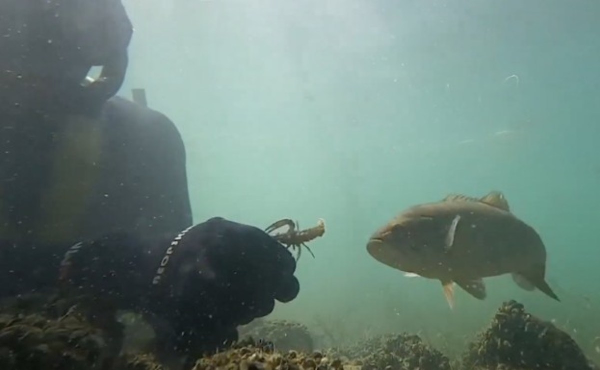 “Ci troviamo ogni anno nello stesso lago.” Sub fa amicizia con un pesce.