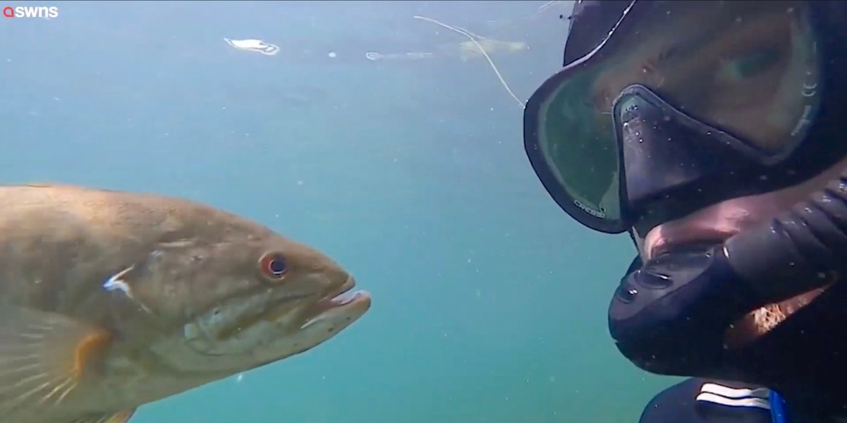 “Ci troviamo ogni anno nello stesso lago.” Sub fa amicizia con un pesce.