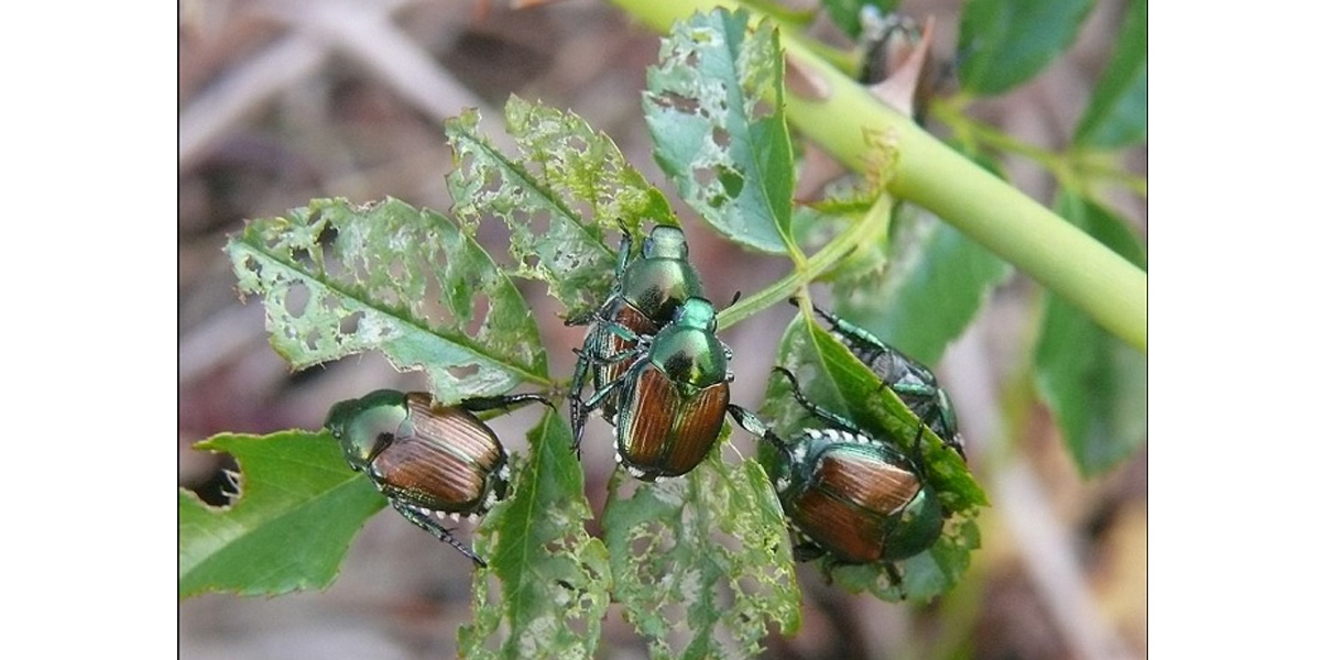 Popilia Japonica