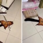 Il video virale dello scoiattolo volante che finge la propria morte