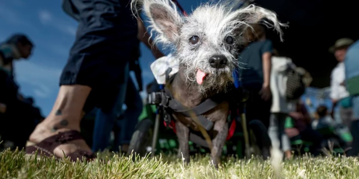 Ecco Scooter, eletto negli Stati Uniti cane più brutto del mondo