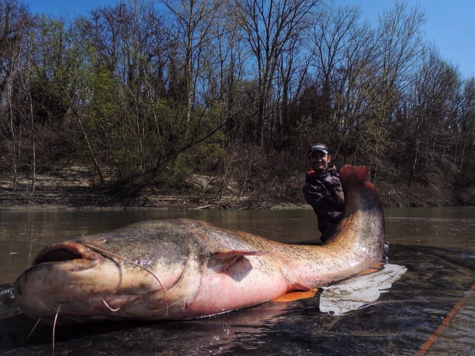 Siluro da 3 metri pescato nel fiume Po Alessandro Biancardi