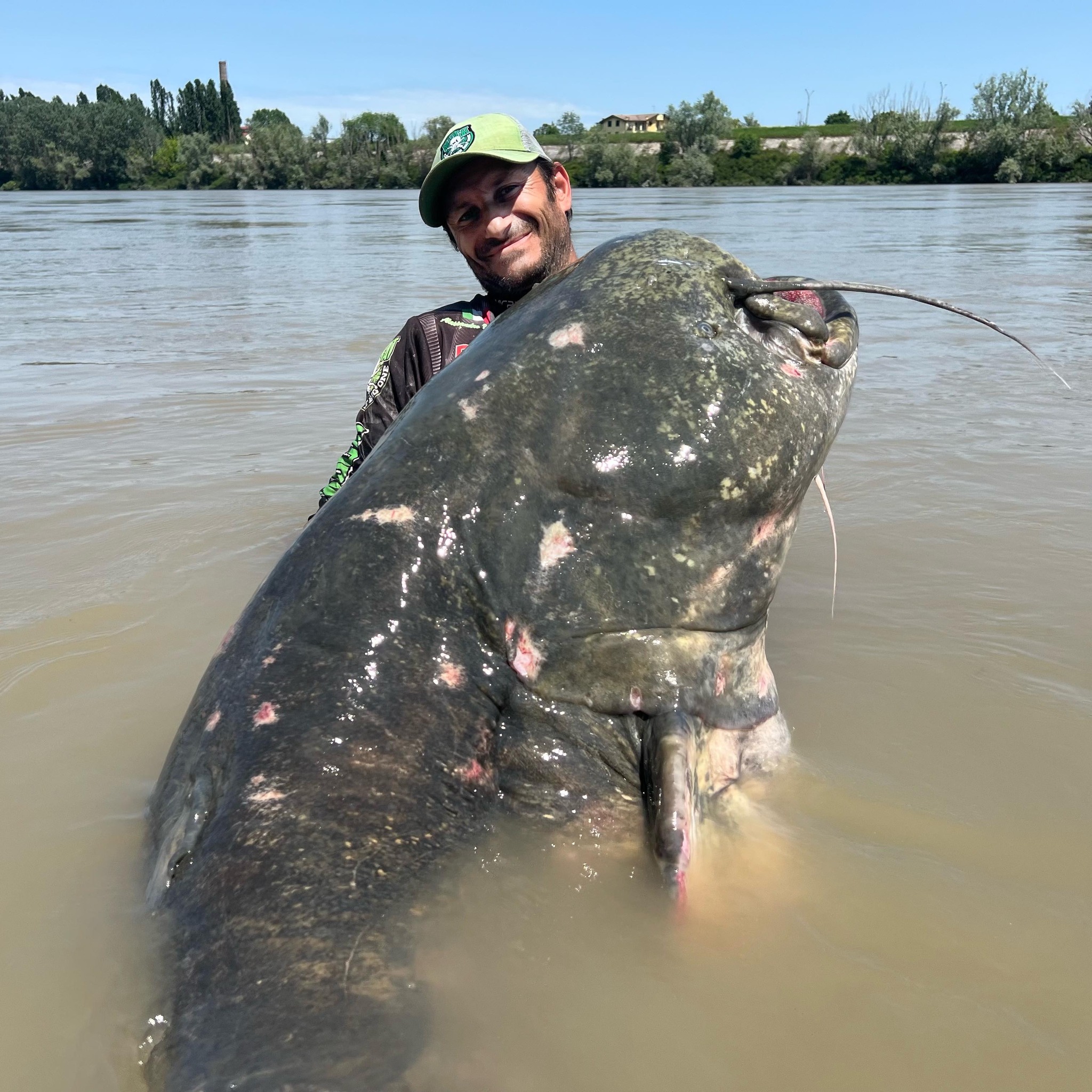 Siluro da 3 metri pescato nel fiume Po Alessandro Biancardi