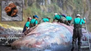 Capodoglio ucciso da "tesoro" nella pancia potrebbe valere 500.000 Dollari