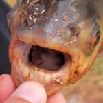 Trovato pesce con dentatura umana: si tratta di un pacu, il temibile strappa testicoli