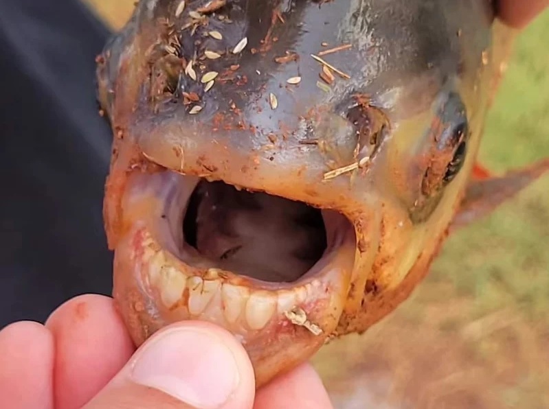 Trovato pesce con dentatura umana: si tratta di un pacu, il temibile strappa testicoli
