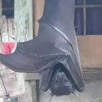 Si, questo pipistrello è davvero gigante. Ma per fortuna è innocuo. Leggi perché.