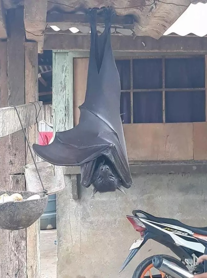 Si, questo pipistrello è davvero gigante. Ma per fortuna è innocuo. Leggi perché.