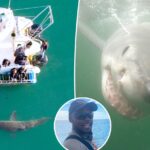 Immagini terrificanti dal Sud Africa: grande squalo bianco addenta telecamera sulla testa del sub