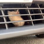 Gatto viaggia per più di 800 chilometri intrappolato nella griglia del cofano di un taxi