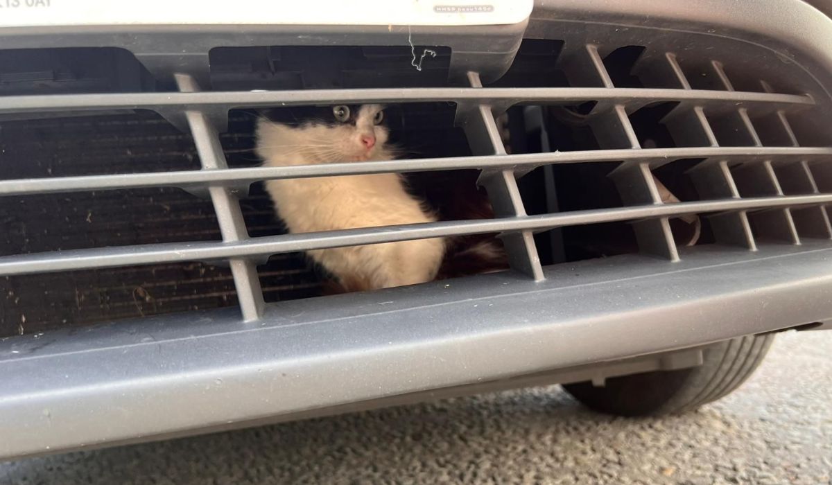 Gatto viaggia per più di 800 chilometri intrappolato nella griglia del cofano di un taxi
