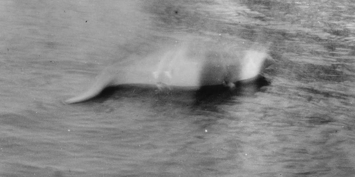 Ricercatori e cacciatori di mostri condurranno la più grande ricerca del mostro di Loch Ness degli ultimi 50 anni