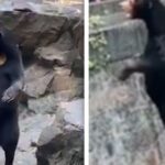 Uno zoo cinese sta travestendo degli esseri umani da orsi?