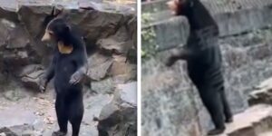 Uno zoo cinese sta travestendo degli esseri umani da orsi? Uno zoo cinese sta travestendo degli esseri umani da orsi?