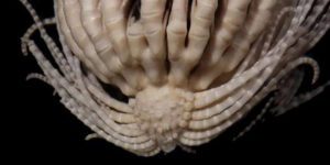 La Strana Creatura Marittima con 20 Braccia Trovata nell'Oceano Antartico Promachocrinus Fragarius La scoperrta