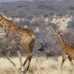 Cucciolo di Giraffa senza macchie avvistato in una riserva di caccia in Namibia