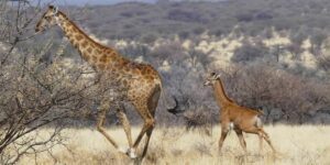 Cucciolo di Giraffa senza macchie avvistato in una riserva di caccia in Namibia Cucciolo di Giraffa senza macchie avvistato in una riserva di caccia in Namibia