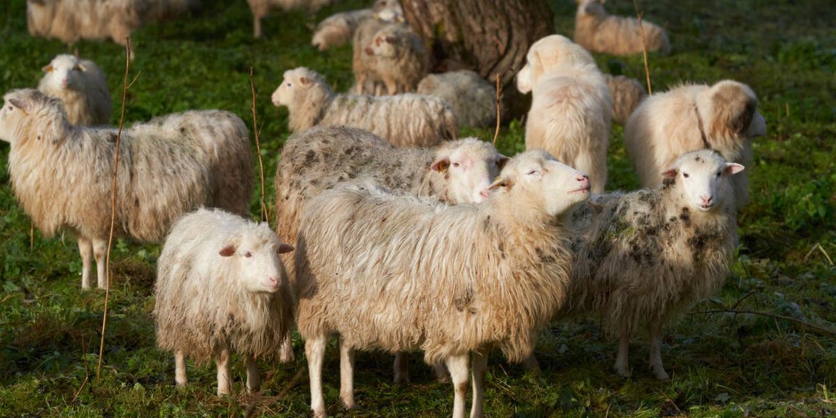 Grecia: pecore affamate mangiano 100kg di cannabis