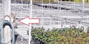 Koala entra in vivaio e mangia piante per un valore di 3800 Dollari ma si rimpinza troppo per poter fuggire e viene scoperto Koala entra in vivaio e mangia piante per un valore di 3800 Dollari ma si rimpinza troppo per poter fuggire e viene scoperto