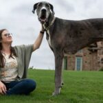 Zeus, il cane più alto del mondo, è morto a soli tre anni