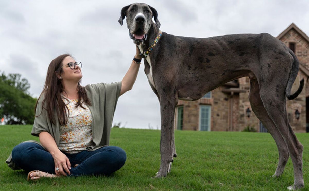 Zeus, il cane più alto del mondo, è morto a soli tre anni