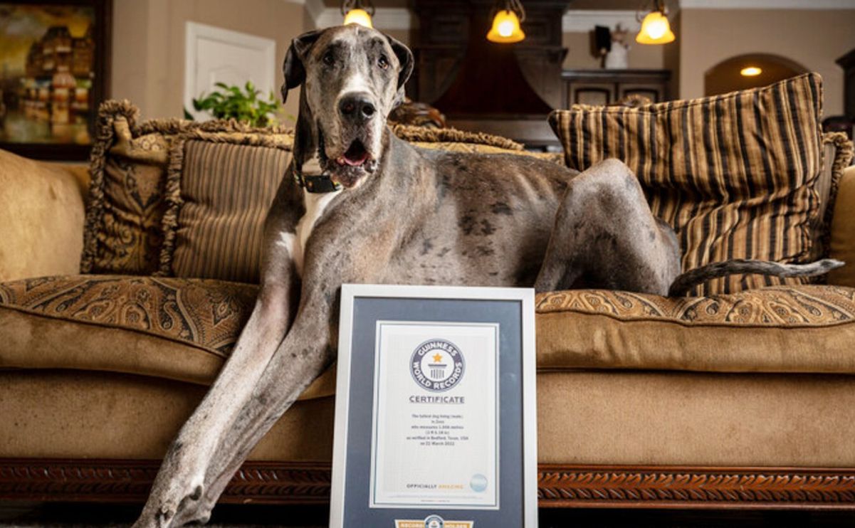 Zeus, il cane più alto del mondo, è morto a soli tre anni