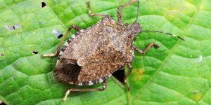 L'invasione silenziosa delle Cimici: come affrontare il fenomeno, Cimici asiatiche come difendersi L'invasione silenziosa delle Cimici asiatiche come difendersi