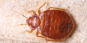 Cimici dei letti in Italia