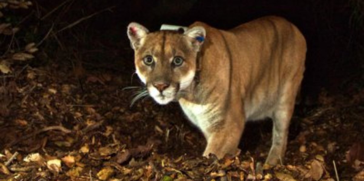 Grande felino avvistato in città: è un leone di montagna oppure un gatto fantasma?