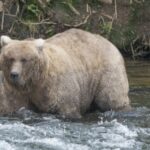 Ecco Grazer, la vincitrice del concorso Orso più grasso d’Alaska
