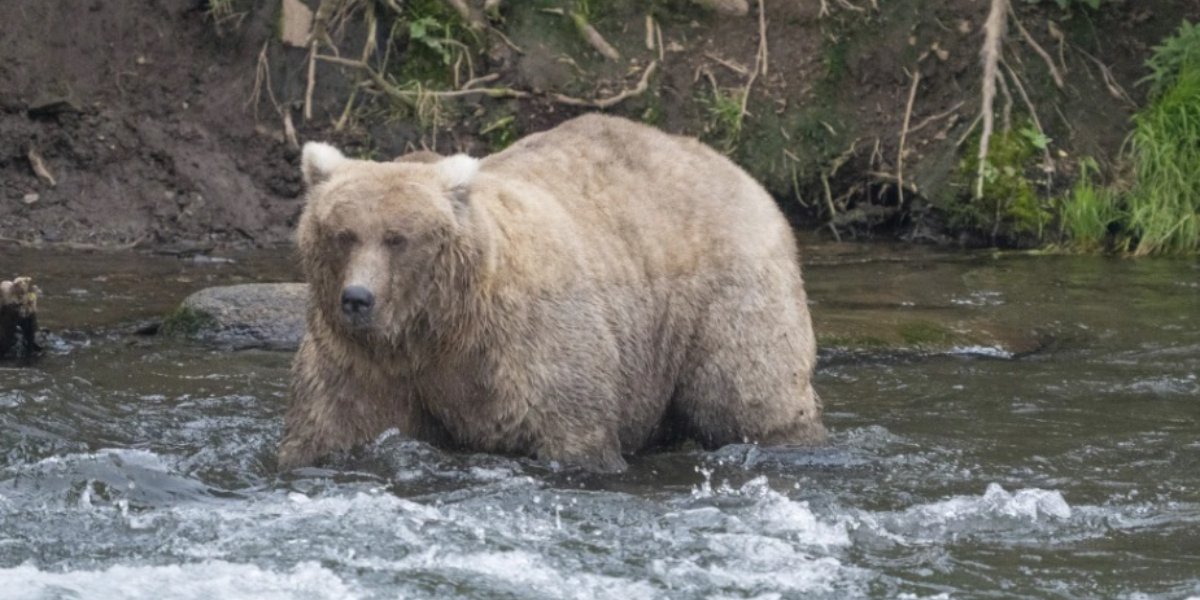 Ecco Grazer, la vincitrice del concorso Orso più grasso d’Alaska