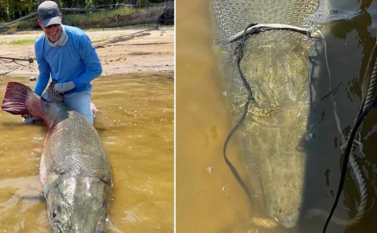 Kentucky, pescato luccio alligatore da record: pesa 136 kg