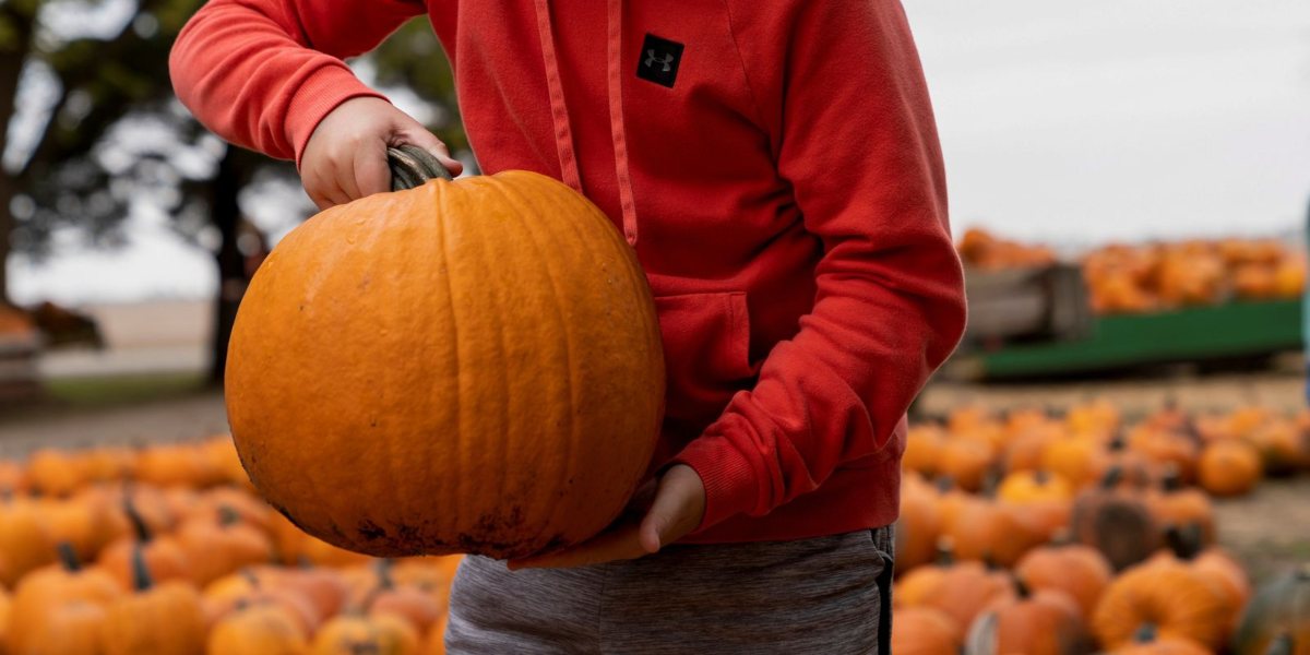 Le zucche di Halloween saranno più grandi del normale a causa dell'estate piovosa